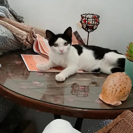 Роскошный шатер Vinsan Glamping & Wellness Centre Eleousa