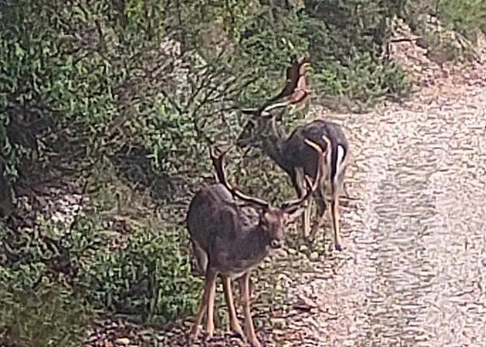 Vinsan Glamping & Wellness Centre Luxusní stan *