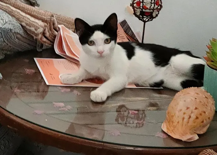 Luxusní stan Vinsan Glamping & Wellness Centre Eleousa